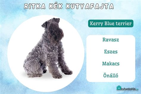 Különböző kutyafajták méret szerinti összehasonlítása