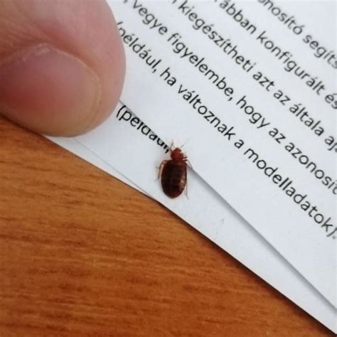 Az ágyi poloska és a petéi