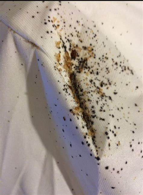 Ágyi poloska ürülékének jelei a matracon