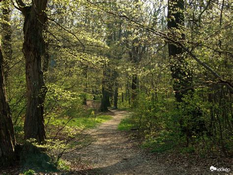 Erdő Nyírlugos környékén