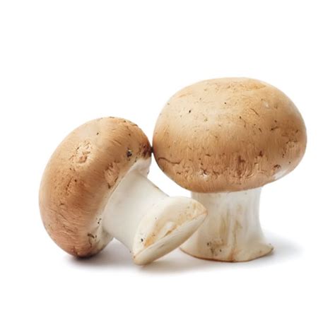 Csiperkegomba termesztése zsákban