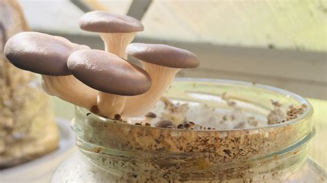 A gombatermesztés statisztikái Magyarországon