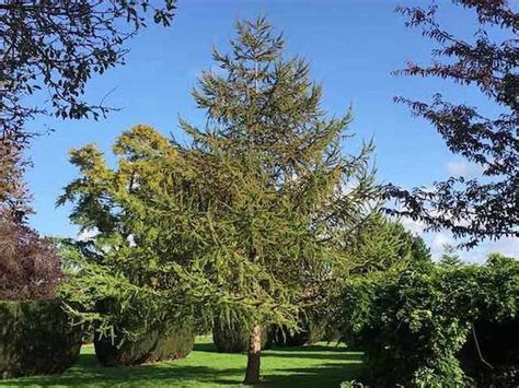 Vörösfenyő pallók hajóépítéshez