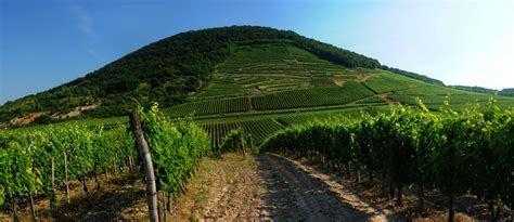 Halastavak a Tokaj-hegy lábánál