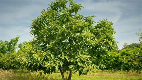 Szelídgesztenye fa és termése