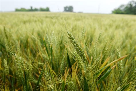 Regisztráció a Nemzeti Agrárgazdasági Kamaránál